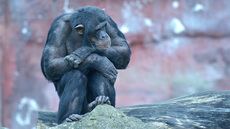 Schimpanse (5).jpg
